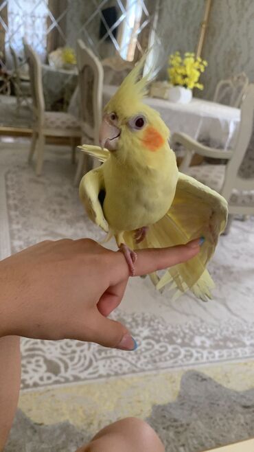 Tutuquşları: Növ: Korella papuqayı (cockatiel), sarı rəng 6 aylıgdır Erkek cinsidir — 3