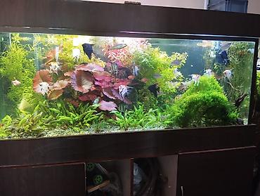 akvaryum balığı satış: Dördbucaq akvarium, Boş, 700 l, Ünvandan götürmə — 1