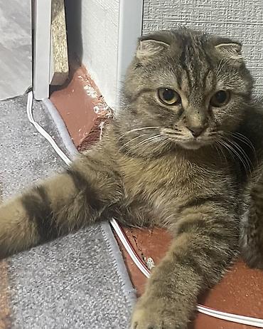 сфинкс купить: Шотландская вислоухая кошка (Scottish Fold) - Окрас: коричневый табби — 1