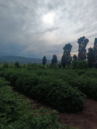 Продажа участков: 120 соток, Для сельского хозяйства, Красная книга — 5