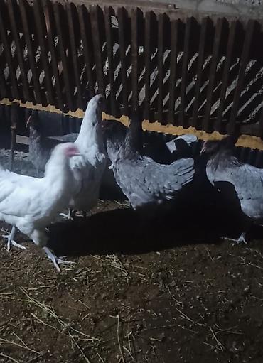 quslar satisi: Boz Australorp xoruz var satışda 2 eded Boz fere 7 ədəd sples fere 4 — 3