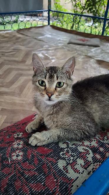 кошко: Кошка даром: Беспородная, 1 год, Девочка, Приучена к лотку — 3