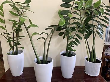 замиокулькас: Замиокулькас (ZZ plant) в декоративных горшках Все 4 оптом - 11000 В — 2