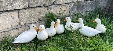 kənd təsərrüfatı heyvanları: Salam,kalduk ördəkləri satılır.Ağ rəngli kiçik mini — 2