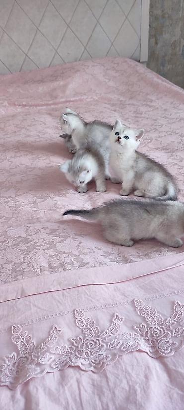 Pişiklər: Britan — 7