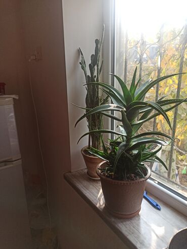 Otaq bitkiləri: Satılır: ev otaq gülləri kolleksiyası - Sansevieriya (Qaynanadili) – — 8