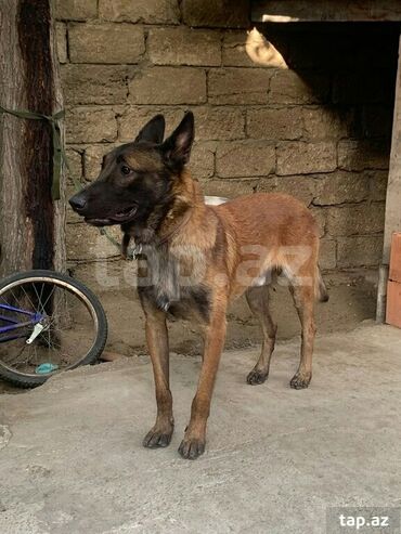 itlər alabay: Belçika çoban iti, 7 ay, Dişi, Peyvəndli, Rayonlara çatdırılma, Ödənişli çatdırılma, Ünvandan götürmə