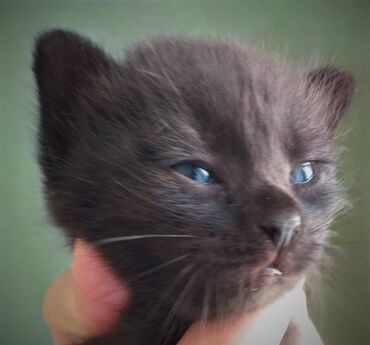 вислоухий сиамский кот: Котенок, похожий на маленькую черную пантеру. Пол -девочка, родилась