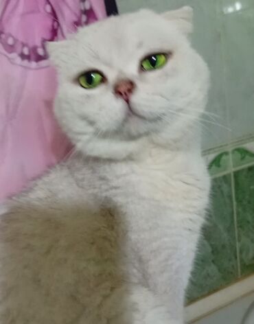 Çəngəllər: Şinşilla, Erkək, Cütləşmə üçün, Ödənişli çatdırılma