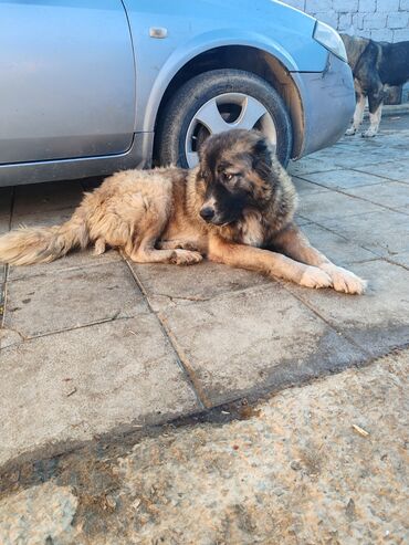İtlər: Qafqaz çoban iti — 8
