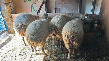 ordək necə gunə bala cixarir: Salam Aleykum! Allah hamının malına, ruzisinə bərəkət versin! 🤲🐑 🐏 — 3