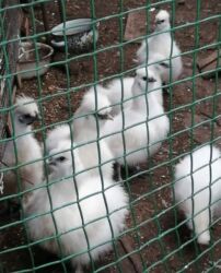 куплю свиней живым весом срочно: Продаю | Куры, Петух