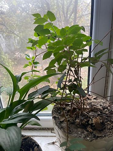 Другие садовые цветы и кустарники: Продаю, точнее отдаю цветы 🍀🍀🍀 ДАРОМ Средние горшки 300 Больше 600 — 7