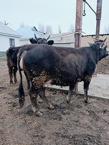 Коровы, быки: Продаю | Корова (самка) | Для молока | После отела — 2