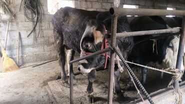 Коровы, быки: Продаю | Бык (самец) | Швицкая | На откорм, На забой, Для разведения | Племенные, Осеменитель, Искусственник