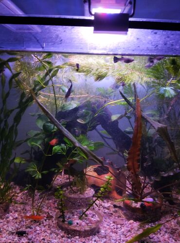 свежемороженая рыба: Продаю 50 литровый аквариум полный комплект в комплект аквариума lalafo.kg да свежемороженая рыба: Продаю 50 литровый аквариум полный комплект в комплект аквариума