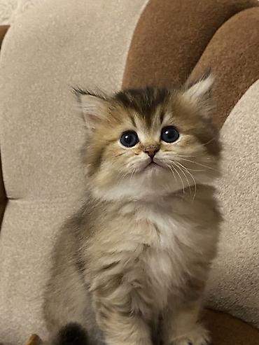 Pişiklər: Şinşilla, Dişi — 1