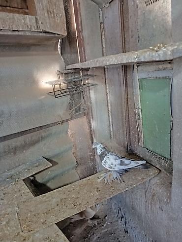 Птицы: Продаю молодых голубей 1 шт стоит пятьсот сом окончательно родители — 16