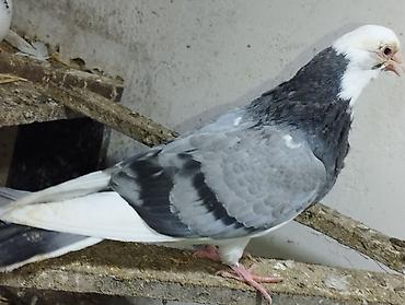 tap az goyercin satisi: Salam təmiz qan ağ baş tam sağlam — 8