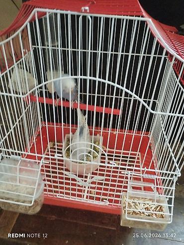 pitbull balaları: Iki ədəd öz quşumun balasıdır bir ile yaxındır böyüyüblər tam sağlam — 1