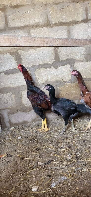 Xoruzlar: Xoruz, Heyratı, il: 1, Ünvandan götürmə — 4