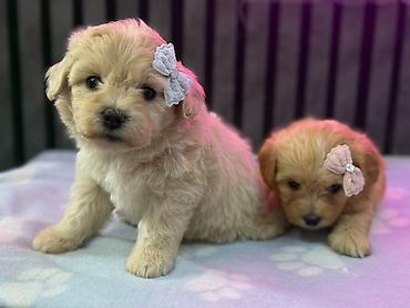 korella tutuqusu haqqında: Maltipoo balaları – kariçnivi qara reng var tələsin — 1