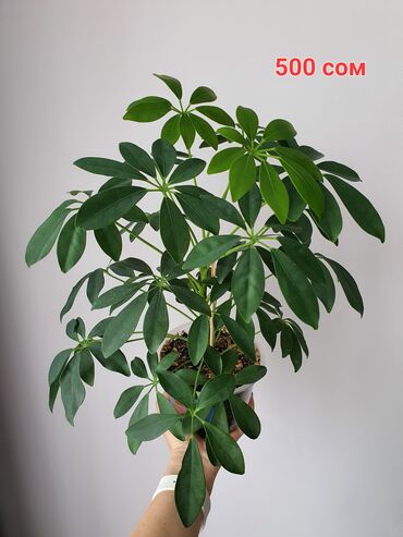 кундур растение: Цветы от 350 сом (цена и название на фото)