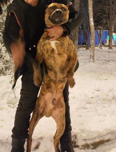 Pitbul, 2 ay, Erkek, Ünvandan götürmə