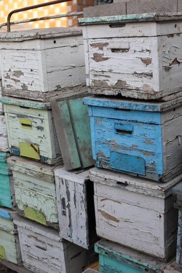 Товары и оборудование для с/х животных: Ульи около 45 комплектов. Рутовская система, корпусные, пригодны для — 25