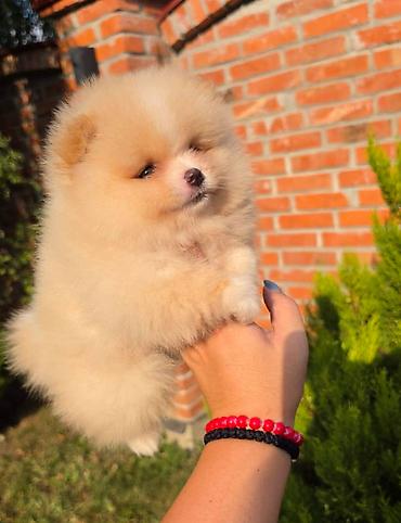 kupujem prodajem pomeranac: Teddy bear pomeranci, dve sestre, spremne su za preuzimanje. Bogato — 4
