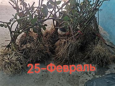 Ежевика: Саженцы ежевики (безшипные крупноплодные сорта) - Посадочный материал — 9