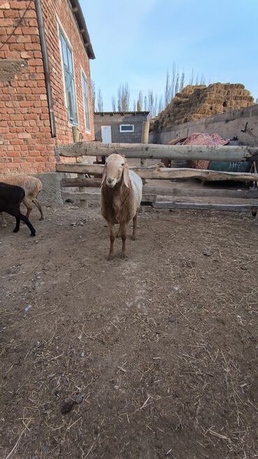 собака доберман сколько стоит: Сатам | Кочкор (эркек) | Арашан | Көбөйтүү үчүн | Асыл тукумдуу, Жасалма жол менен боозутуу