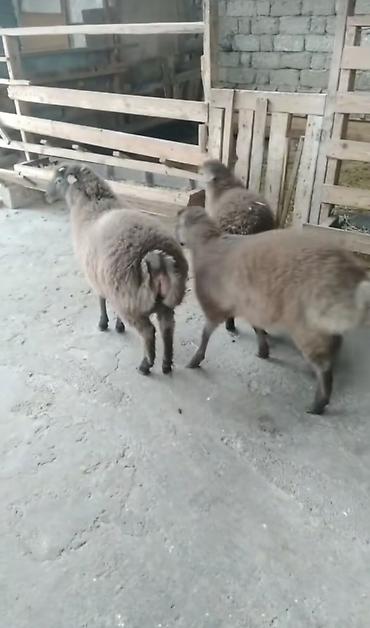 lalafo inek satisi: Qoyunlar – 3 baş - Cins: yerli yağlı quyruq (quyruqlu tip) — 1