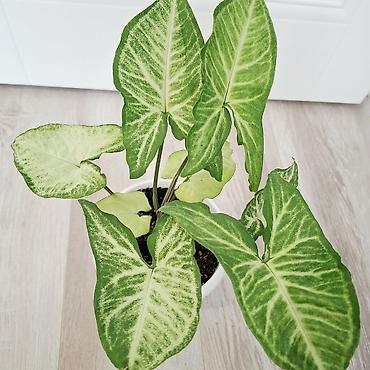 сингониум манго алюжн: Сингониум вариегатный (Syngonium podophyllum). Декоративно-лиственное — 2