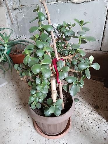 Денежное дерево: Толстянка (денежное дерево) в горшке. - Сорт: Crassula ovata — 6