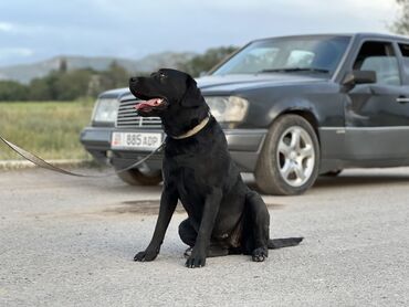 Продажа собак: Лабрадор-ретривер, 1 год, Самка, С прививкой