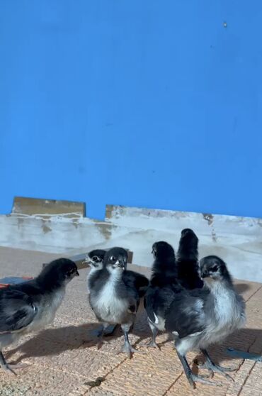 kənd təsərrüfatı heyvanları: Toyuq, Australorp, Damazlıq, Ödənişli çatdırılma, Ünvandan götürmə