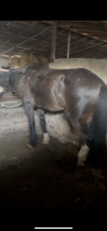 продаю музоо торпок корова самка бык самец айрширская ангус алатауская на забой для разведения на откорм племенные нетель привязанные: Продаю | Кобыла (самка), Конь (самец) | На забой, Рабочий | Племенные, Осеменитель