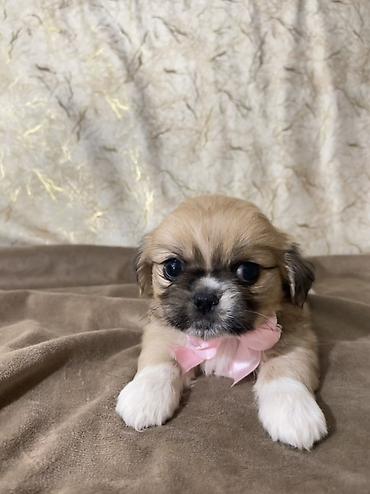 nemeski afcarka qiymeti: Pekines — 1