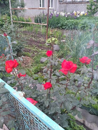 Продажа домов: Дом, 60 м², 4 комнаты, Собственник, Косметический ремонт — 13