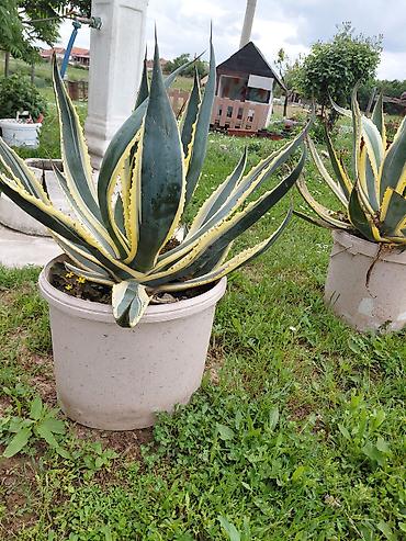 ljubicaste stvari: Agava americana ‘Variegata’ u saksiji - Velika, dekorativna agava sa — 3