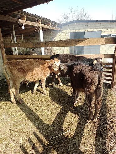 Коровы, быки: Продаю | Бык (самец) | На откорм | Привязанные — 4