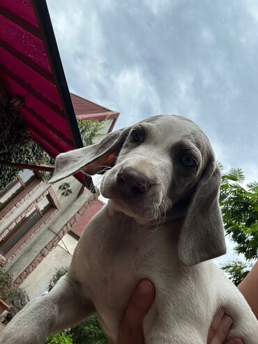 İtlər: Kurtxar, 1 ay, Erkek