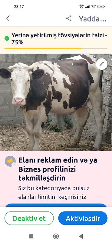 etlik inek cinsleri: 5aynı doldurub 6kecirboga,dıgi simental mayası vurulub — 1