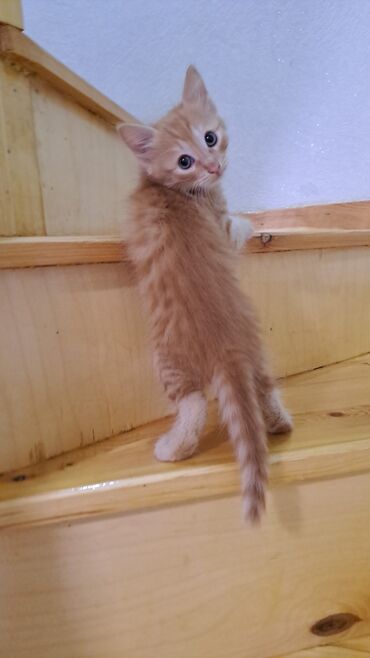 Gəmiricilər: Tabbi, Dişi, Yaxşı əllərə, Ünvandan götürmə