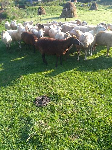 42 qoyun 42 quzu Qoyunlar boğazdi bala verməyə başlayib qiyməti lalafo.az -da — 1 42 qoyun 42 quzu Qoyunlar boğazdi bala verməyə başlayib qiyməti — 1