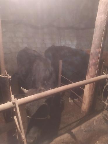 Dana, buzov: Satılır: Qara rəngli danalar - Növ: iri buynuzlu heyvan (dana) - -da lalafo.az — 6 Dana, buzov: Satılır: Qara rəngli danalar - Növ: iri buynuzlu heyvan (dana) - — 6