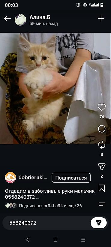 Продажа кошек: Мейн-кун, 3 месяца, Девочка, Черный — 3