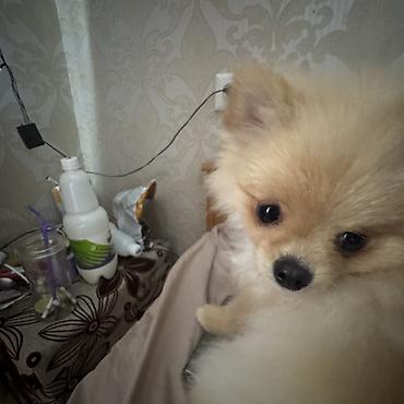 Продажа собак: Шпиц, 7 месяцев, Самка, С прививкой — 14