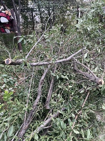 угол дрова: Отун дрова бекер бесплатно. Жм акордо. Самосрез и самовывоз — 1